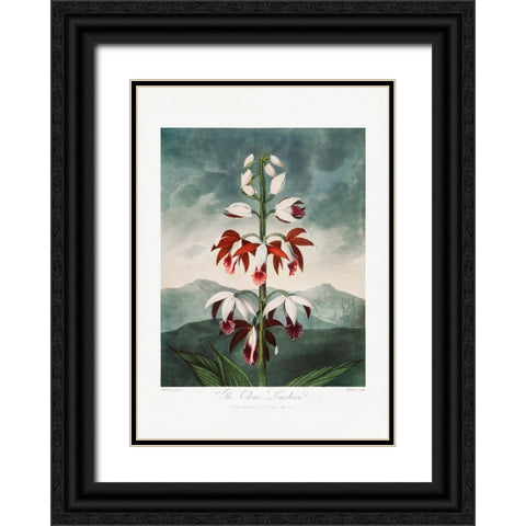 The Chinese Limodoron from The Temple of Flora (1807) Black Ornate Wood Framed Art Print with Double Matting by Pictufy