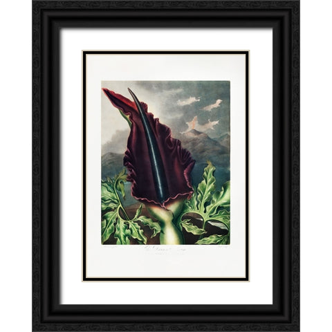 The Dragon Arum from The Temple of Flora (1807) Black Ornate Wood Framed Art Print with Double Matting by Pictufy