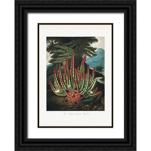 The MaggotaÂ€Â“Bearing Stapelia from The Temple of Flora (1807) Black Ornate Wood Framed Art Print with Double Matting by Pictufy