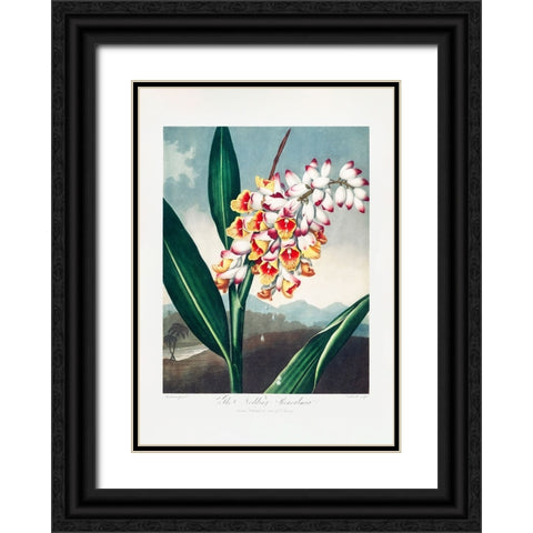 The Nodding Renealmia from The Temple of Flora (1807) Black Ornate Wood Framed Art Print with Double Matting by Pictufy
