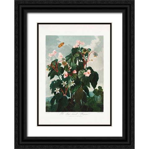 The ObliqueaÂ€Â“Leaved Begonia from The Temple of Flora (1807) Black Ornate Wood Framed Art Print with Double Matting by Pictufy