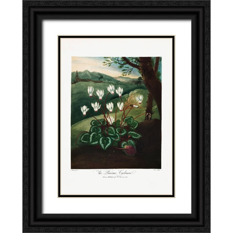 The Persian Cyclamen from The Temple of Flora (1807) Black Ornate Wood Framed Art Print with Double Matting by Pictufy