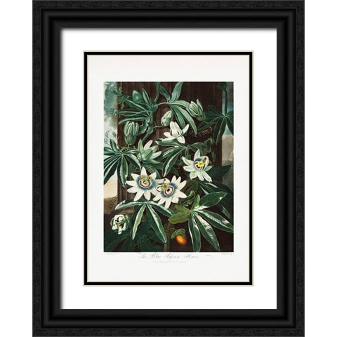 The Passiflora Cerulea from The Temple of Flora (1807) Black Ornate Wood Framed Art Print with Double Matting by Pictufy