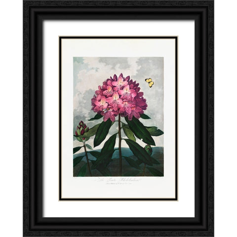 The Pontic Rhododendron from The Temple of Flora (1807) Black Ornate Wood Framed Art Print with Double Matting by Pictufy