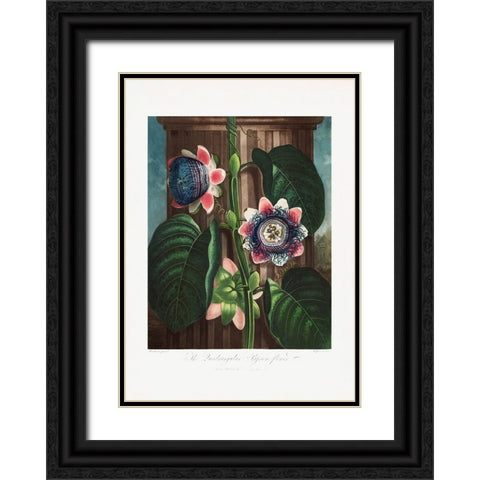 The Quadrangular Passion Flower from The Temple of Flora (1807) Black Ornate Wood Framed Art Print with Double Matting by Pictufy