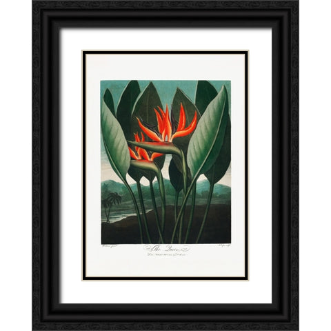 The QueenaÂ€Â“Plant from The Temple of Flora (1807) Black Ornate Wood Framed Art Print with Double Matting by Pictufy