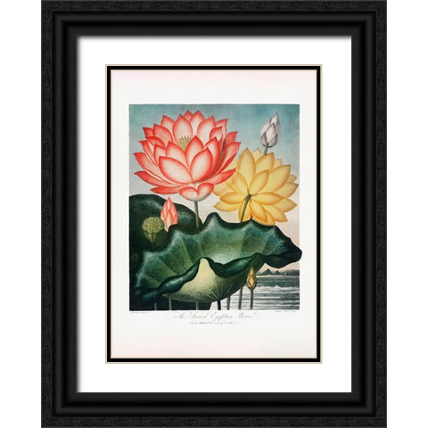 The Sacred Egyptian Bean from The Temple of Flora (1807) Black Ornate Wood Framed Art Print with Double Matting by Pictufy