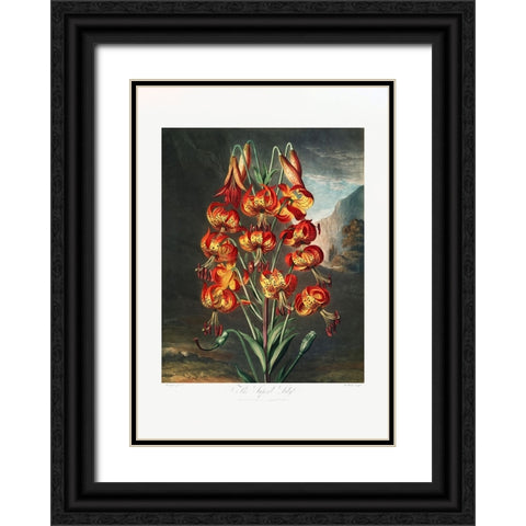 The Superb Lily from The Temple of Flora (1807) Black Ornate Wood Framed Art Print with Double Matting by Pictufy