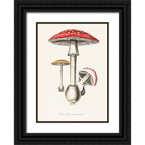 Amanita Muscaria Illustration. Medical Botany 1836 Black Ornate Wood Framed Art Print with Double Matting by Pictufy