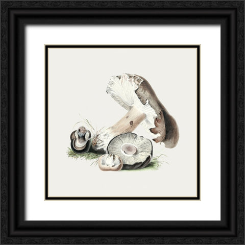 Vintage Agaricus Augustus Mushroom Black Ornate Wood Framed Art Print with Double Matting by Pictufy
