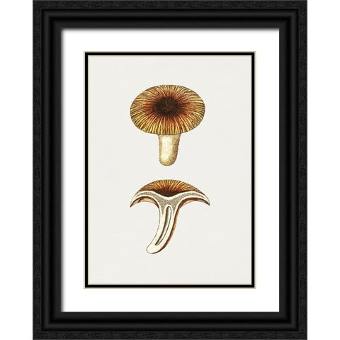 Vintage Chanterelles Edible Mushroom Black Ornate Wood Framed Art Print with Double Matting by Pictufy
