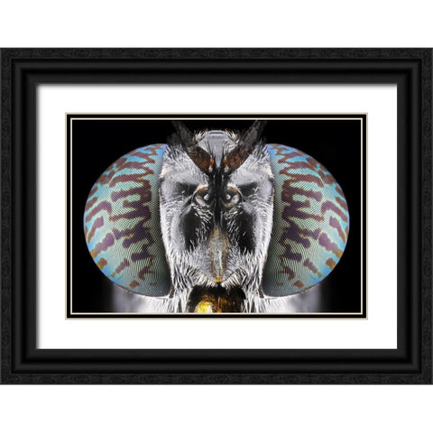 Soldier Fly Black Ornate Wood Framed Art Print with Double Matting by Jusa, Donald