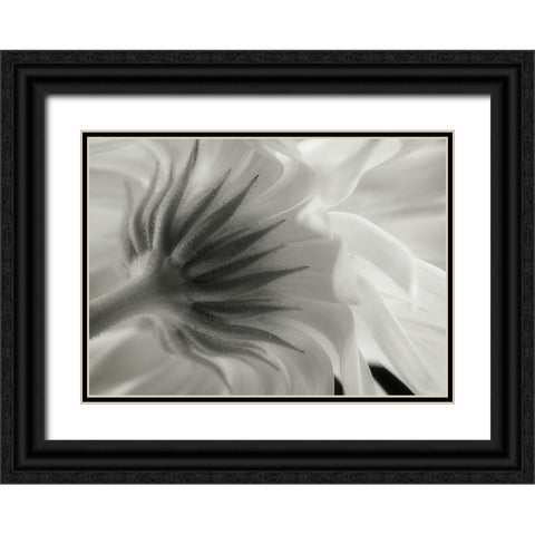 Calendula Black Ornate Wood Framed Art Print with Double Matting by Gronkjar, Lotte