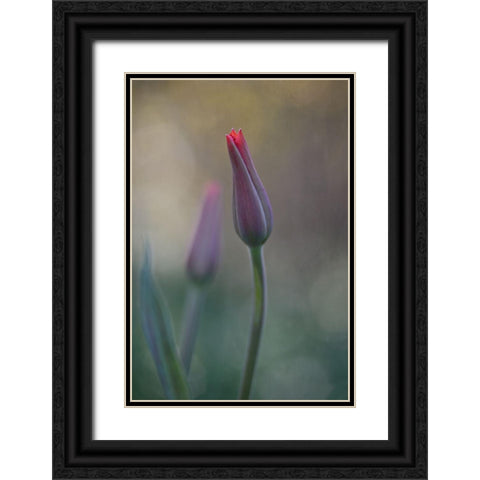 Untitled Black Ornate Wood Framed Art Print with Double Matting by Gronkjar, Lotte