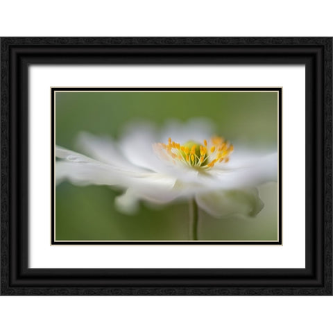 White Anemone Black Ornate Wood Framed Art Print with Double Matting by Disher, Mandy
