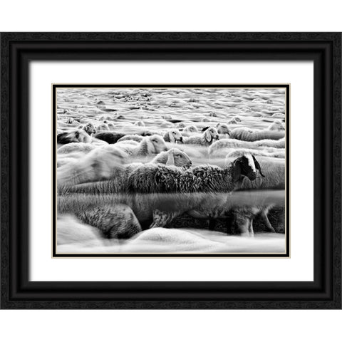 River Sheep || Black Ornate Wood Framed Art Print with Double Matting by Luca, Liloni