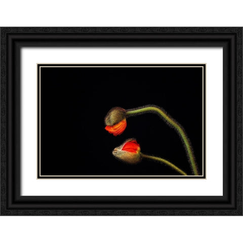 Tango Argentino Black Ornate Wood Framed Art Print with Double Matting by Droste, Holger