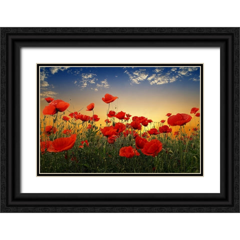 Poppies Black Ornate Wood Framed Art Print with Double Matting by Markova, Albena