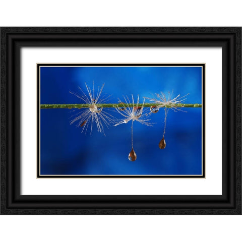 Blue Drops Of Life Black Ornate Wood Framed Art Print with Double Matting by Westum, Heidi