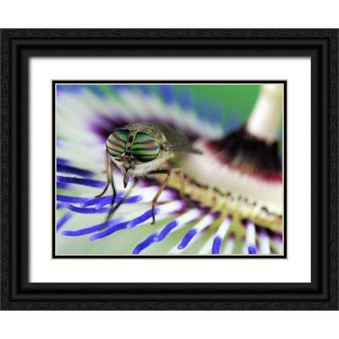 Eye-Catching Black Ornate Wood Framed Art Print with Double Matting by Hoffman, Jimmy