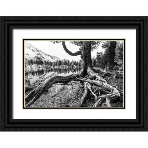 Old Tree Black Ornate Wood Framed Art Print with Double Matting by Landolt, Susanne