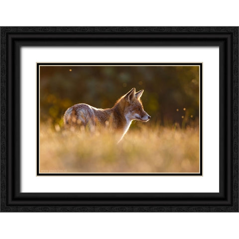 Last Light Fox Black Ornate Wood Framed Art Print with Double Matting by Leijen, Pim