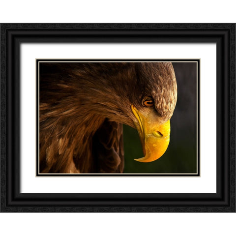 Eagle Pursues Prey Black Ornate Wood Framed Art Print with Double Matting by K.H., Adriana