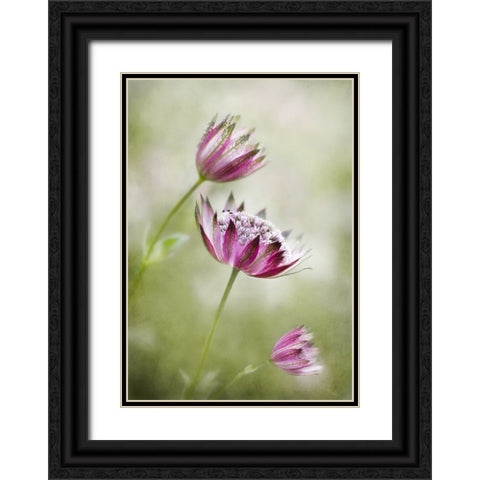 Astrantia Black Ornate Wood Framed Art Print with Double Matting by Disher, Mandy