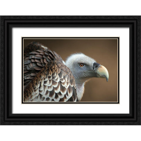 Vulture Black Ornate Wood Framed Art Print with Double Matting by Hoffman, Jimmy