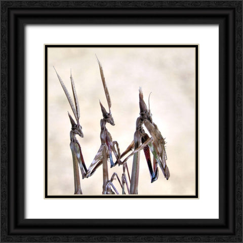 Trio Black Ornate Wood Framed Art Print with Double Matting by Hoffman, Jimmy