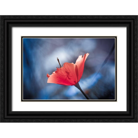 The Poppy Master Black Ornate Wood Framed Art Print with Double Matting by Bravin, Fabien