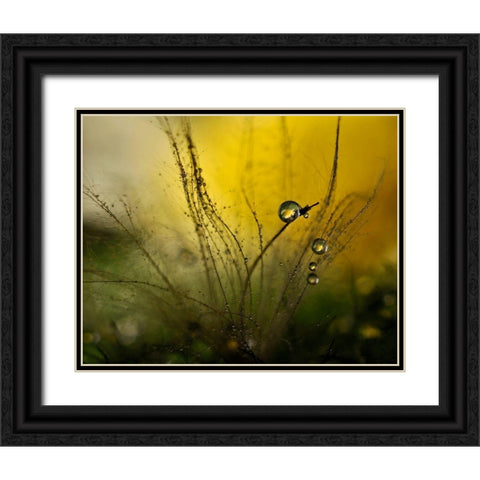 A Golden Morning Shower Black Ornate Wood Framed Art Print with Double Matting by Westum, Heidi