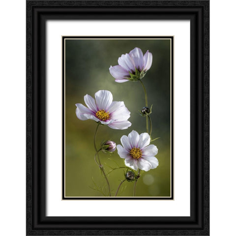*Cosmos Black Ornate Wood Framed Art Print with Double Matting by Disher, Mandy