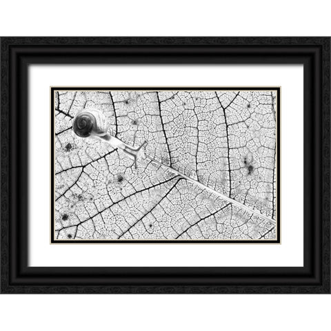 Tr-Nsparences Black Ornate Wood Framed Art Print with Double Matting by Bravin, Fabien