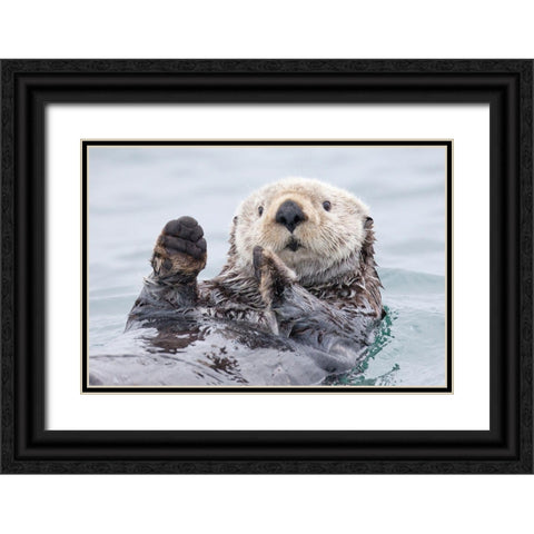 Yesterday I Caught A Fish Thiiis Big! - Otter. Alaska Black Ornate Wood Framed Art Print with Double Matting by Golubenko, Roman