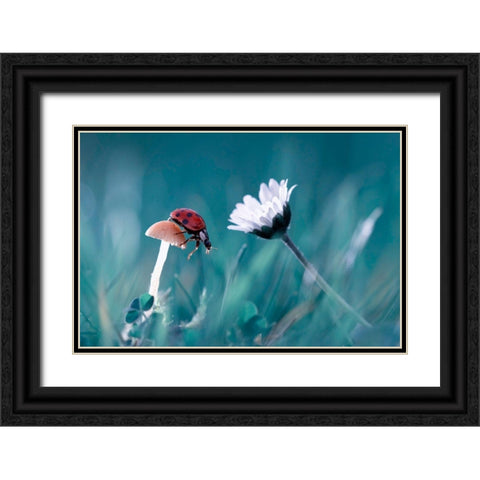 The Story Of The Lady Bug That Tries To Convice The Mushroom To Have A Date With The Beautiful Daisy Black Ornate Wood Framed Art Print with Double Matting by Bravin, Fabien