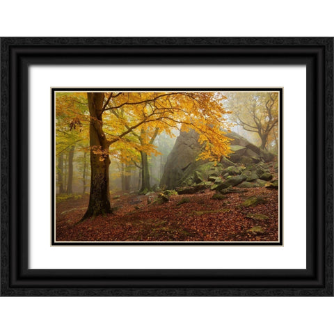 Autumn Forest Black Ornate Wood Framed Art Print with Double Matting by Rericha, Daniel