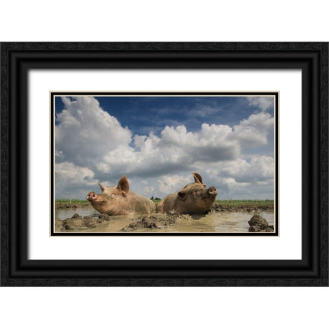Mudpool Fun Black Ornate Wood Framed Art Print with Double Matting by Van Den, Gert