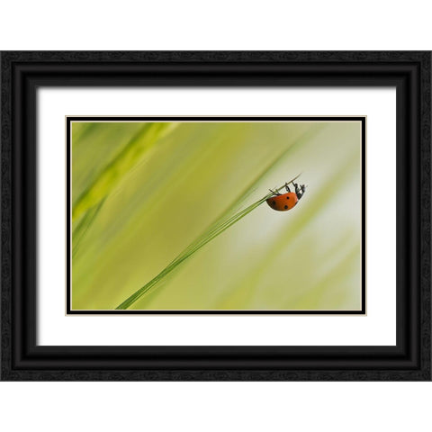 Up Black Ornate Wood Framed Art Print with Double Matting by Zahirimehr, Maryam