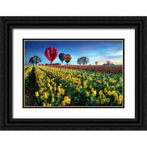 Hot Air Balloons Over Tulip Field Black Ornate Wood Framed Art Print with Double Matting by Lee, William