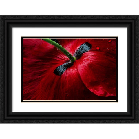 Papaver Passion Black Ornate Wood Framed Art Print with Double Matting by Disher, Mandy