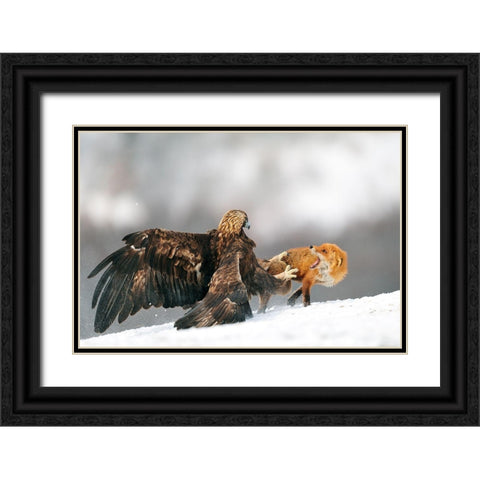 Golden Eagle And Red Fox Black Ornate Wood Framed Art Print with Double Matting by Adams, Yves