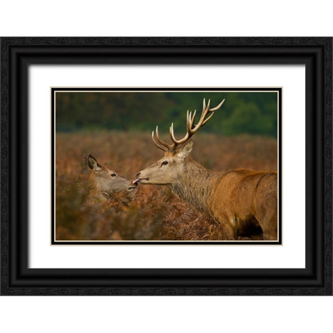 Stolen Kiss Black Ornate Wood Framed Art Print with Double Matting by Saxby, Val