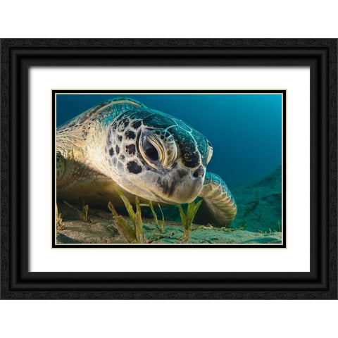 Gaze Black Ornate Wood Framed Art Print with Double Matting by Marchenko, Dmitry