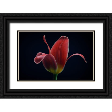 First Tulip Black Ornate Wood Framed Art Print with Double Matting by Gronkjar, Lotte