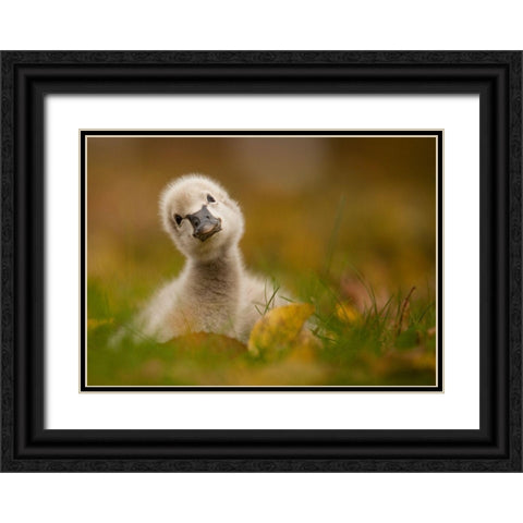 Black Swan Baby Black Ornate Wood Framed Art Print with Double Matting by Adamec, Robert