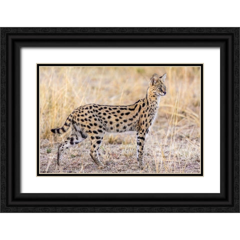 Serval Hunting Black Ornate Wood Framed Art Print with Double Matting by C. Sink, Jeffrey