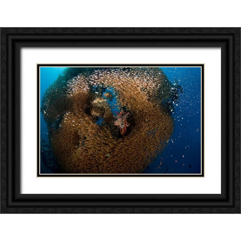 Glass And Lion Fish Black Ornate Wood Framed Art Print with Double Matting by Ben Tov, Ilan