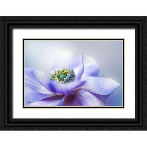 Anemone De Caen Black Ornate Wood Framed Art Print with Double Matting by Parker, Jacky