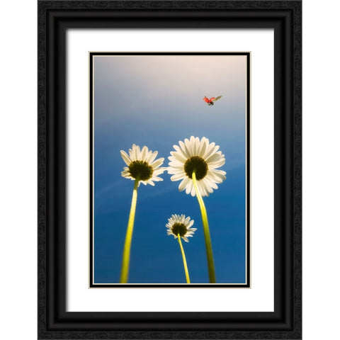 Ladybug Black Ornate Wood Framed Art Print with Double Matting by C. Lobato, Jose
